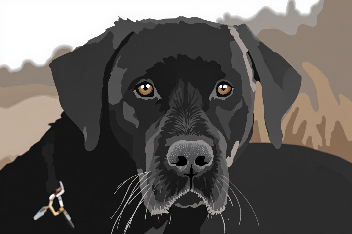Löp labrador: Fullständig guide till beteendeförändringar och hantering