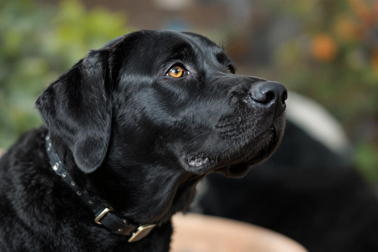 Stoppa hoppande beteende hos labrador